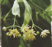 JT Kräuter Linde.jpg